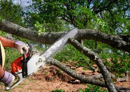 How Our Tree Care Process Works  in  Tell City, IN